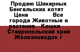 Продаю Шикарных Бенгальских котят › Цена ­ 17 000 - Все города Животные и растения » Кошки   . Ставропольский край,Железноводск г.